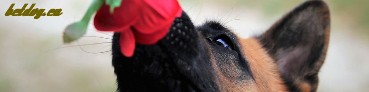 betdog.eu